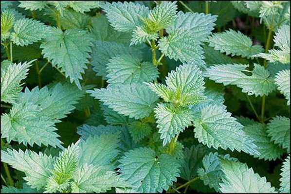 Nettle is a popular remedy that improves male sexual function.