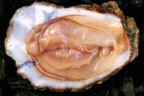 The oyster is a powerful stimulant of sexual desire